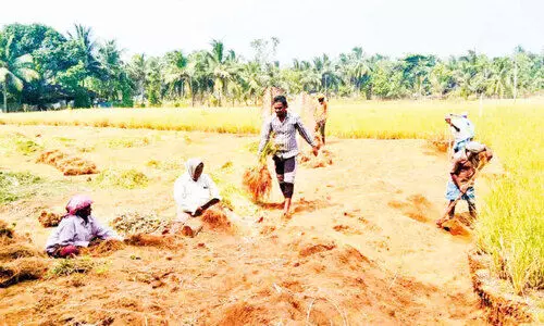 രാമച്ചം ഭൗമസൂചിക പദവിയിലേക്ക്
