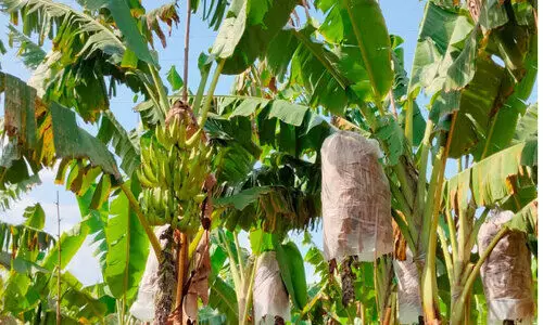 ഓ​ണ​ത്തി​ന്​ നി​റ​മേ​റ്റാ​ൻ ‘സ്വ​ർ​ണ​മു​ഖി’