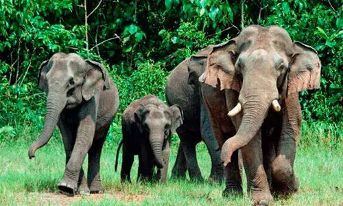 കല്ലാറിൽ കാട്ടാനക്കൂട്ടമിറങ്ങി; കൃഷി നശിപ്പിച്ചു