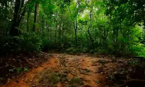 ശമ്പളം വല്ലപ്പോഴും; വനം വാച്ചർമാർ ദുരിതത്തിൽ