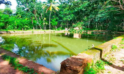 കുമ്പിക്കാട് ചിറയിൽ അന്താരാഷ്ട്ര നിലവാരത്തിൽ നീന്തൽ പരിശീലന കേന്ദ്രം