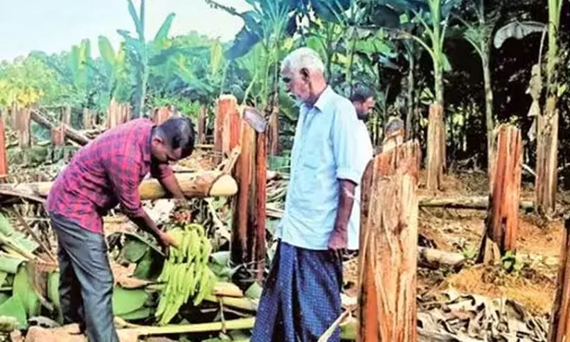 വിവാദമായ വാഴ വെട്ടൽ: ലൈൻ ഉയർത്തി കെ.എസ്.ഇ.ബി