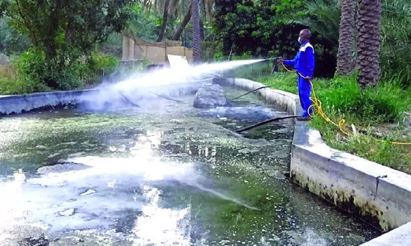 കൊ​തു​കി​നെ തു​ര​ത്താ​ൻ കാ​മ്പ​യി​നു​മാ​യി മു​സ​ന്ദം മു​നി​സി​പ്പാ​ലി​റ്റി