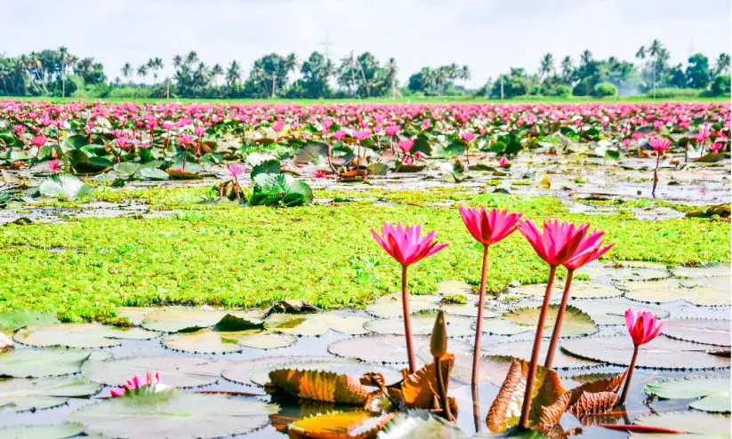 ശാന്തസുന്ദര ഭാവവുമായി വീയപുരം
