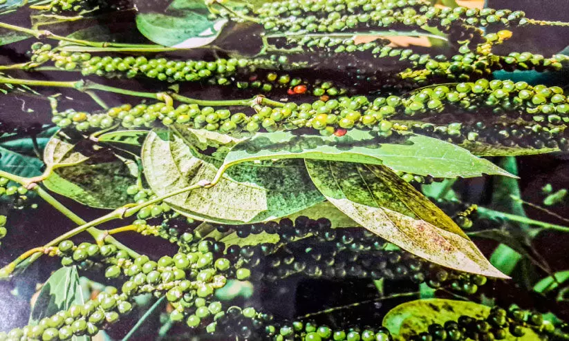 വില ഉയർന്നിട്ടും പ്രയോജനം ലഭിക്കാതെ കുരുമുളക് കർഷകർ വില ഉയർന്നിട്ടും പ്രയോജനം ലഭിക്കാതെ കുരുമുളക് കർഷകർ