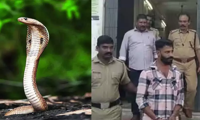 മകളെ ശല്യം ചെയ്യുന്നത് തടഞ്ഞ പിതാവിനെ പാമ്പിനെ ഉപയോഗിച്ച് കൊലപ്പെടുത്താന്‍ ശ്രമം; യുവാവ് പിടിയിൽ