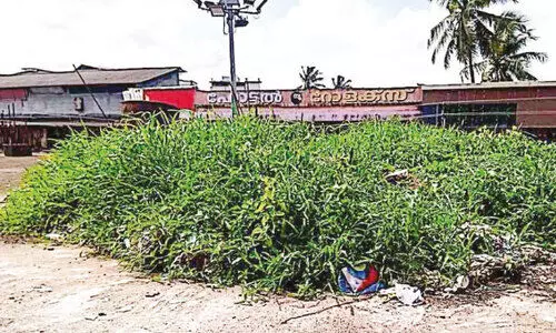 ഇ​ത് പ​ഞ്ചാ​യ​ത്തി​ന്റെ തീ​റ്റ​പ്പു​ൽ കൃ​ഷി​യ​ല്ല !