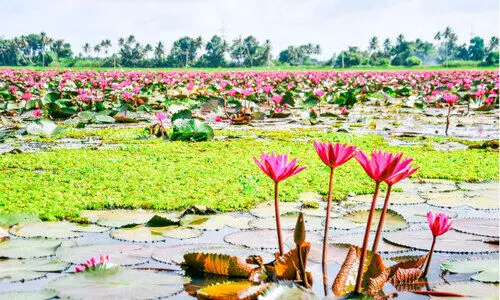ശാന്തസുന്ദര ഭാവവുമായി വീയപുരം