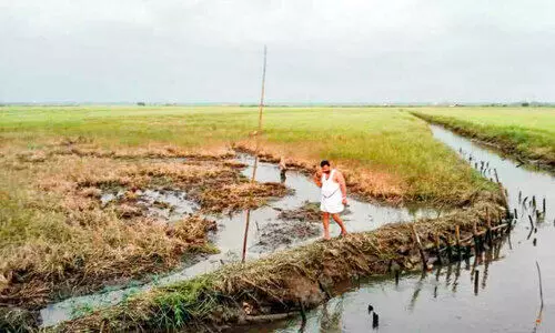 ചെന്നിത്തല നേന്ത്രവേലി പാടശേഖര സമിതി നെൽകൃഷി ഉപേക്ഷിക്കുന്നു