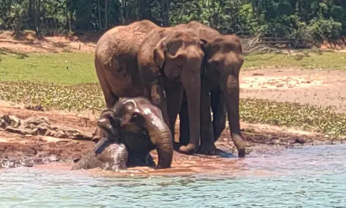 മഴയില്ലാതെ മൂന്നാർ; ലഭിച്ചത് ഒരു സെന്‍റീമീറ്ററിൽ താഴെ മാത്രം