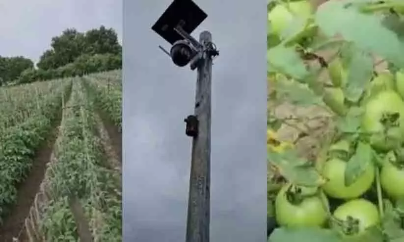 തക്കാളി തോട്ടത്തിൽ സി.സി.ടി.വി കാമറ സ്ഥാപിച്ച് കർഷകൻ