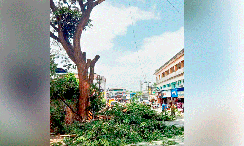 dangerous tree dangerous tree