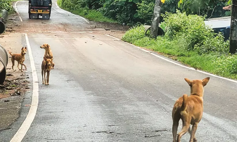 അലനല്ലൂരിൽ തെരുവുനായ് ശല്യം രൂക്ഷം അലനല്ലൂരിൽ തെരുവുനായ് ശല്യം രൂക്ഷം