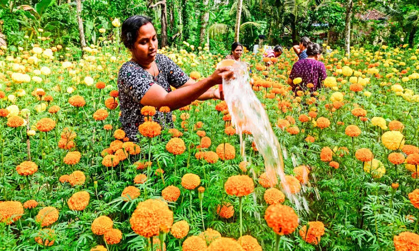 ഓണത്തെ വരവേൽക്കാൻ തിരുവാർപ്പിൽ ബന്ദിപ്പൂക്കളൊരുങ്ങി
