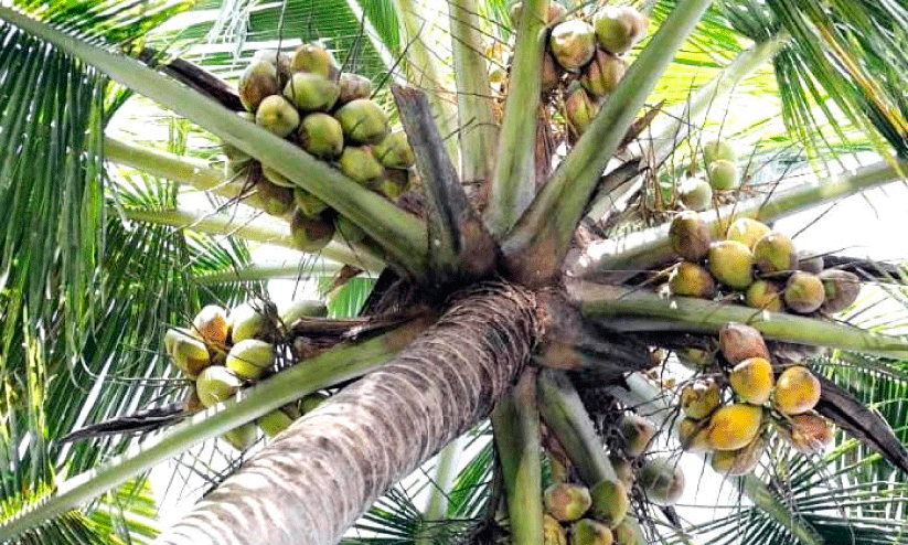 Coconut farmers
