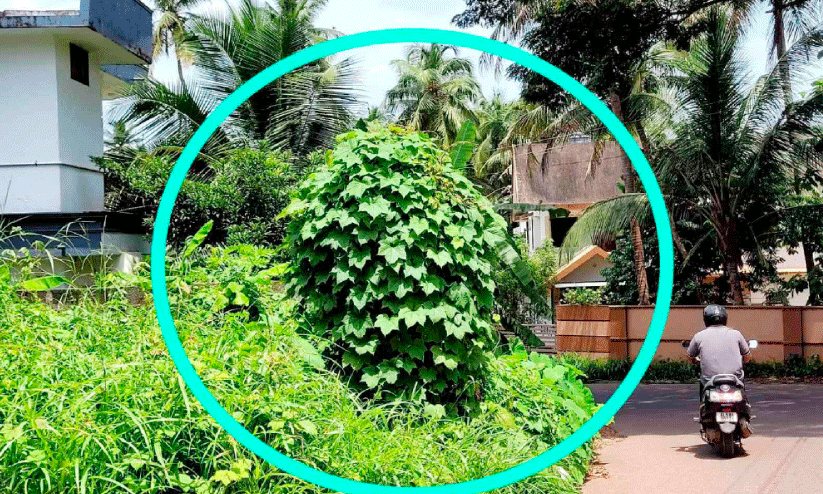 Peringadi Road Peringadi Road