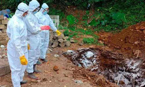 പന്നിപ്പനി: മാറാടി ഫാമിലെ 17 പന്നികളെ കൊന്നു