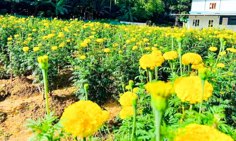 പൂവിളിക്കാഴ്ചയുമായി ചെണ്ടുമല്ലിപ്പാടം