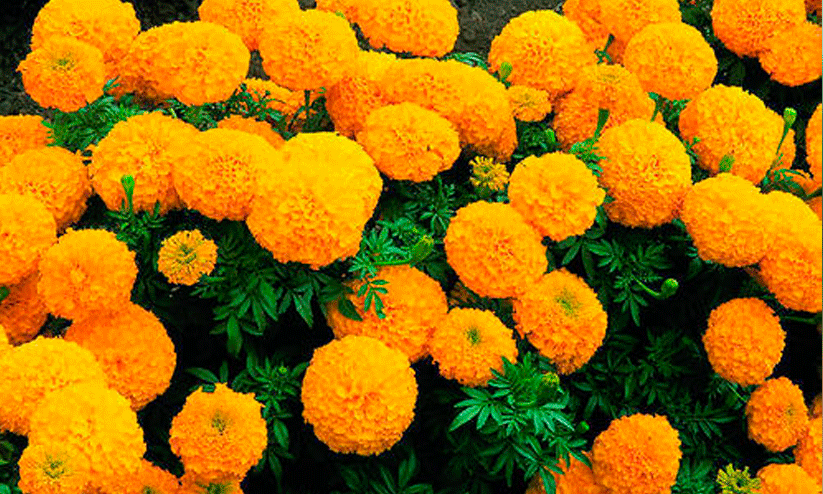 Chendumalli cultivation Chendumalli cultivation