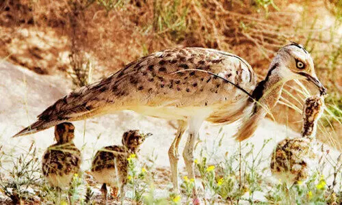 ഹുബാറകൾക്ക് തണലൊരുക്കി ഫാമുകൾ