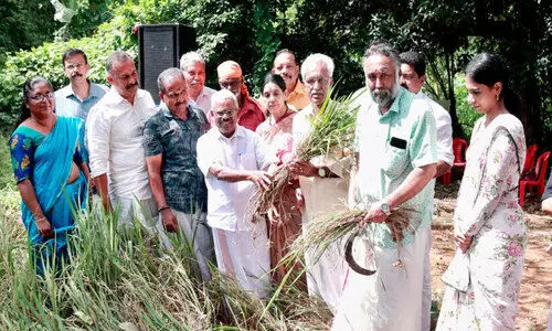 ശബരിമലയിലെ നിറപുത്തരി; ആറന്മുളയിൽ കൊയ്ത്തുത്സവം നടത്തി ശബരിമലയിലെ നിറപുത്തരി; ആറന്മുളയിൽ കൊയ്ത്തുത്സവം നടത്തി