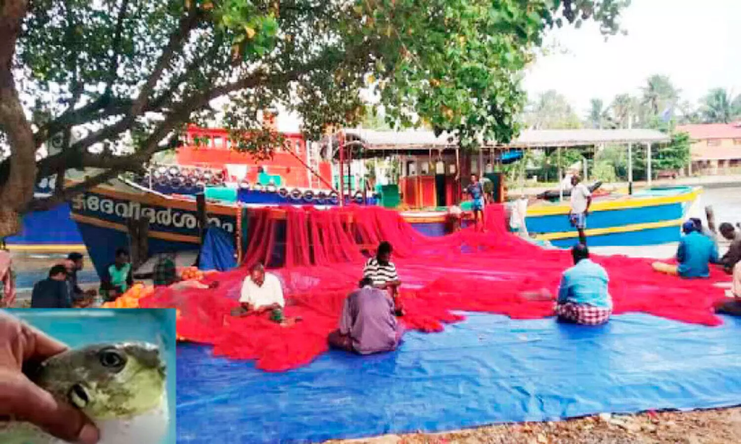 പേത്ത ശല്യം; വള്ളങ്ങൾ കടലിലിറക്കാൻ കഴിയാതെ മത്സ്യത്തൊഴിലാളികൾ