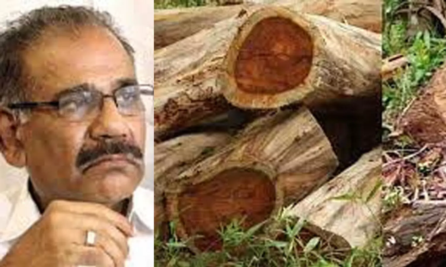 ആകെ മുറിച്ചത് 2419 തേക്ക്, ഈട്ടി മരങ്ങളെന്ന് എ.കെ ശശീന്ദ്രൻ