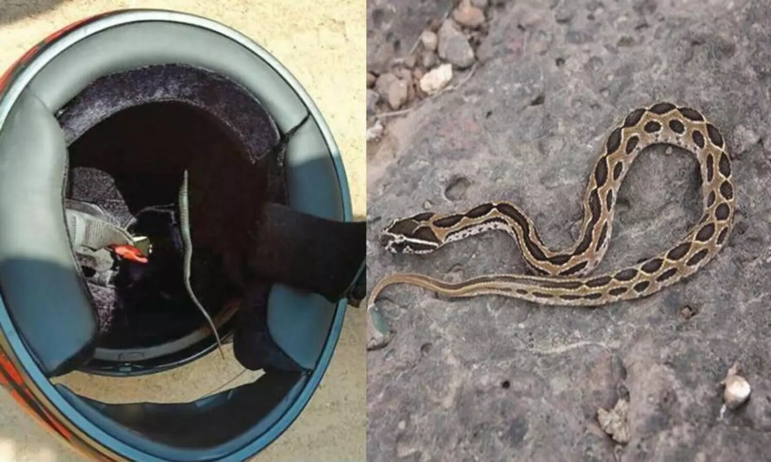 ഹെല്‍മെറ്റില്‍ പാമ്പുമായി യുവാവ് ബൈക്കിൽ​ കറങ്ങി നടന്നത്​ രണ്ടുമണിക്കൂർ