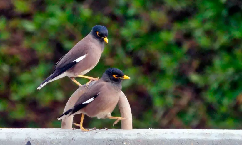 കു​വൈ​ത്തി​ൽ ഇ​ന്ത്യ​ൻ മൈ​ന​ക​ൾ വ്യാ​പ​കം; ശ​ല്യ​ക്കാ​ര​ല്ല, ഇവർ ശാ​ന്ത സ്വ​ഭാ​വ​ക്കാർ...