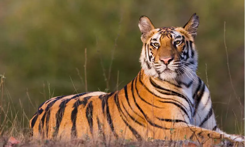 കടുവാഭീതിയിൽ പുല്ലുമലവാസികൾ കടുവാഭീതിയിൽ പുല്ലുമലവാസികൾ