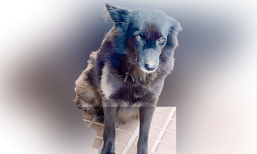 മാമ്മുക്കിന്റെ കാവൽക്കാരിയായി റാണി എന്ന വിസ്മയം മാമ്മുക്കിന്റെ കാവൽക്കാരിയായി റാണി എന്ന വിസ്മയം