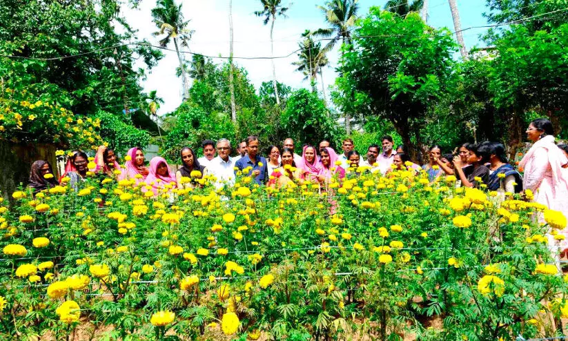 പൂകൃഷിയിൽ നൂറുമേനിയുമായി പെരിഞ്ഞനം പഞ്ചായത്ത്