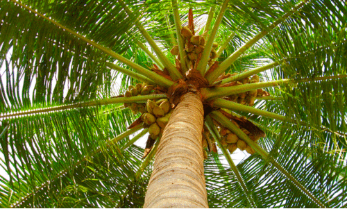 ഒറ്റ ഫോൺ കാൾ മതി; തെങ്ങുകയറാൻ ആളെത്തും, കേരളത്തിൽ 700 പേർ സജ്ജം