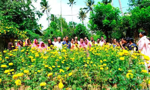 പൂകൃഷിയിൽ നൂറുമേനിയുമായി പെരിഞ്ഞനം പഞ്ചായത്ത്