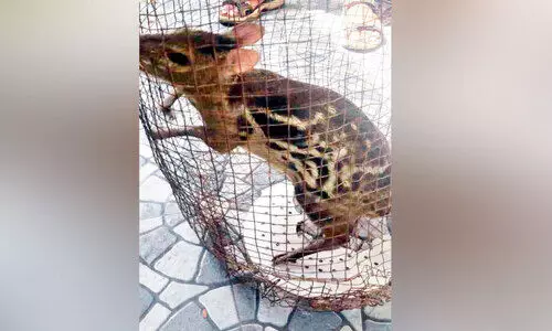 വീട്ടിലെത്തിയ കൂരമാനെ പിടികൂടി