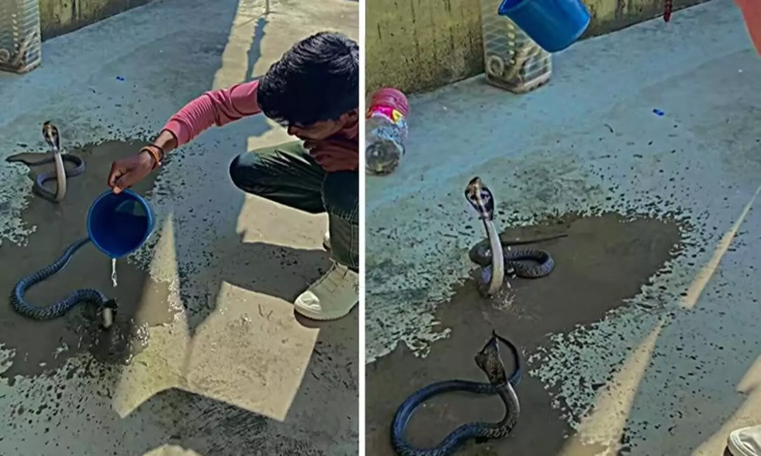 Video Of Man Giving Bath To Cobra Is As Bizarre As It Gets