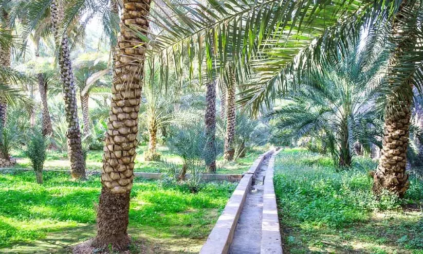 ഒമാനിൽ കഴിഞ്ഞ മാസം 725 വാട്ടർ ലൈസൻസുകൾ അനുവദിച്ചു ഒമാനിൽ കഴിഞ്ഞ മാസം 725 വാട്ടർ ലൈസൻസുകൾ അനുവദിച്ചു