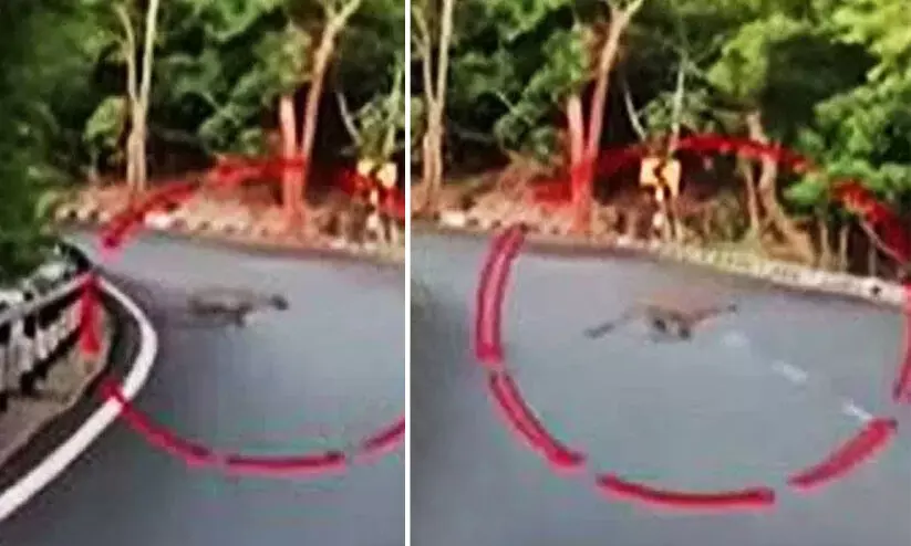 തിരുപ്പതിയിൽ തീർത്ഥാടനത്തിനെത്തിയ ആറു വയസ്സുകാരിയെ പുലി കടിച്ചു കൊന്നു