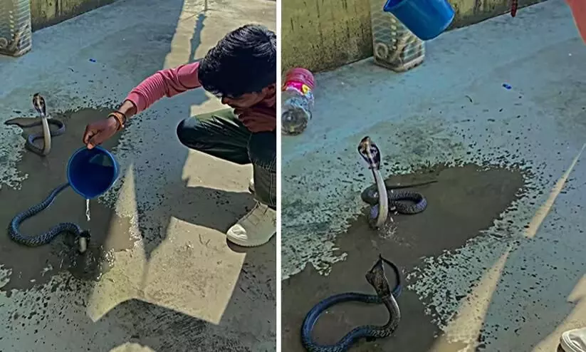 Video Of Man Giving Bath To Cobra Is As Bizarre As It Gets
