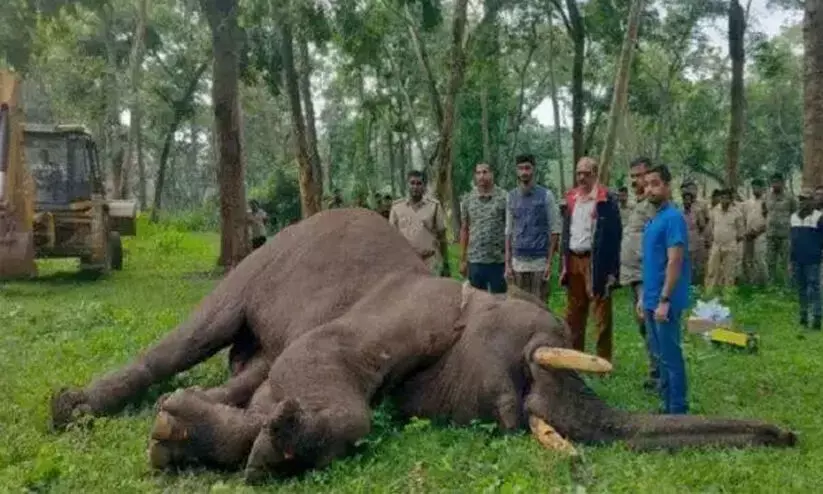 രണ്ടു പേരുടെ ജീവനെടുത്ത കാട്ടാന കുടക് ആന സങ്കേതത്തിൽ ചെരിഞ്ഞു രണ്ടു പേരുടെ ജീവനെടുത്ത കാട്ടാന കുടക് ആന സങ്കേതത്തിൽ ചെരിഞ്ഞു