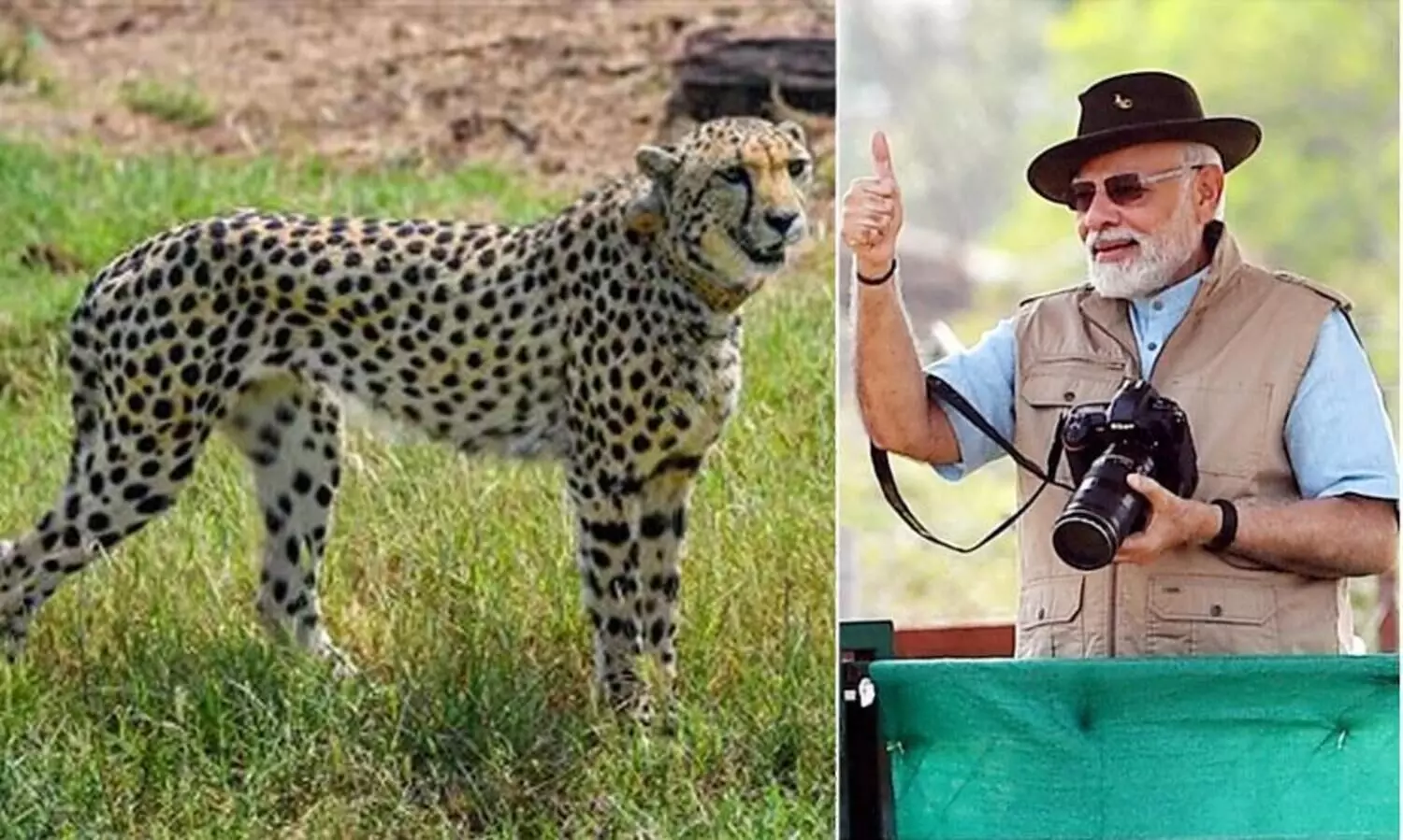 രാജ്യത്ത് ചീറ്റകൾക്കും രക്ഷയില്ല; വിദേശത്തുനിന്ന്​ എത്തിച്ചതിൽ ഒമ്പത്​ എണ്ണവും ചത്തു; മോദിയുടെ സ്വപ്ന പദ്ധതി അവതാളത്തിൽ