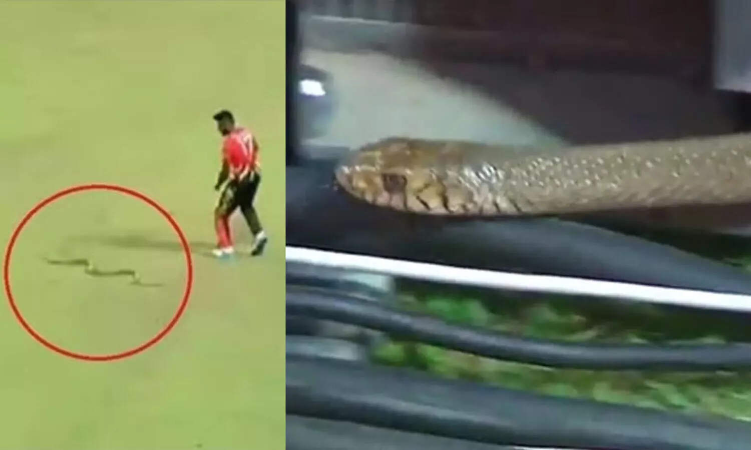 ഗ്രൗണ്ടിൽ വീണ്ടും പാമ്പ്; ലങ്കൻ പ്രീമിയർ ലീഗല്ല, ലങ്കൻ പാമ്പ് ലീഗെന്ന് ആരാധകർ