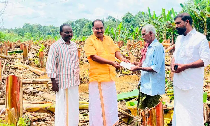 വാരപ്പെട്ടിയിലെ വാഴകര്‍ഷകന്   മരട് നഗരസഭയുടെ കൈത്താങ്ങ്