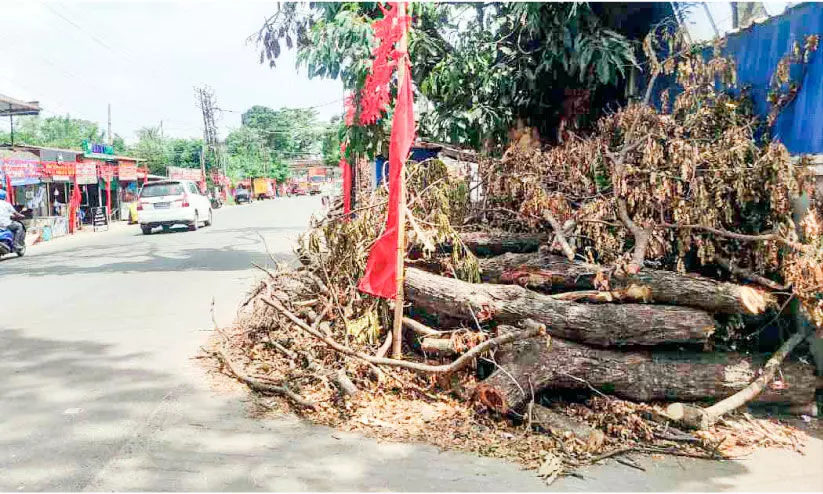 തണൽമരം വെട്ടാനുള്ള നീക്കം തടഞ്ഞു