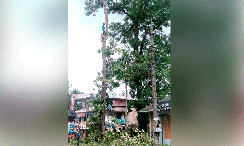 Dangerous trees Dangerous trees