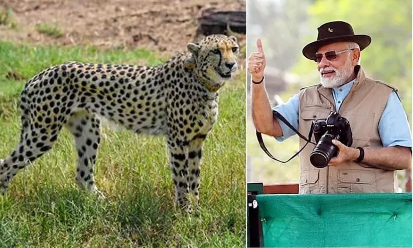 രാജ്യത്ത് ചീറ്റകൾക്കും രക്ഷയില്ല; വിദേശത്തുനിന്ന് എത്തിച്ചതിൽ ഒമ്പത് എണ്ണവും ചത്തു; മോദിയുടെ സ്വപ്ന പദ്ധതി അവതാളത്തിൽ രാജ്യത്ത് ചീറ്റകൾക്കും രക്ഷയില്ല; വിദേശത്തുനിന്ന് എത്തിച്ചതിൽ ഒമ്പത് എണ്ണവും ചത്തു; മോദിയുടെ സ്വപ്ന പദ്ധതി അവതാളത്തിൽ