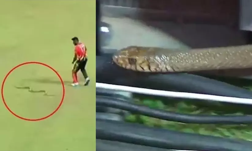 ഗ്രൗണ്ടിൽ വീണ്ടും പാമ്പ്; ലങ്കൻ പ്രീമിയർ ലീഗല്ല, ലങ്കൻ പാമ്പ് ലീഗെന്ന് ആരാധകർ ഗ്രൗണ്ടിൽ വീണ്ടും പാമ്പ്; ലങ്കൻ പ്രീമിയർ ലീഗല്ല, ലങ്കൻ പാമ്പ് ലീഗെന്ന് ആരാധകർ