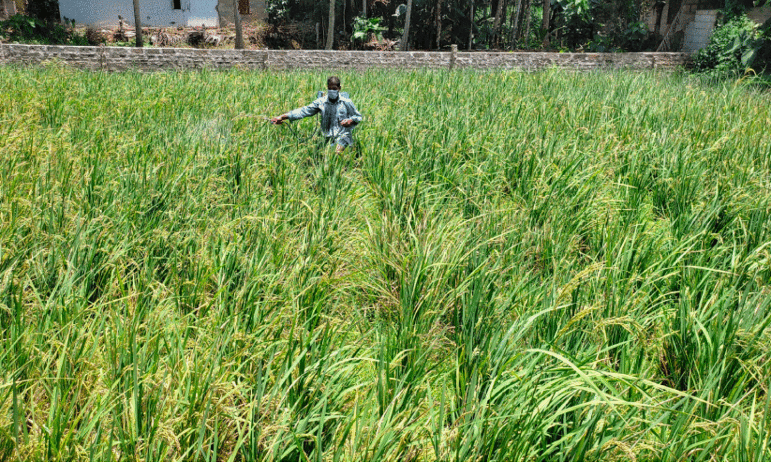 Jaya Rice cultivation