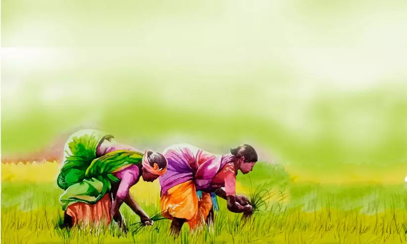 മാനം തെളിഞ്ഞു കർഷകമനം ഇരുട്ടിൽ മാനം തെളിഞ്ഞു കർഷകമനം ഇരുട്ടിൽ