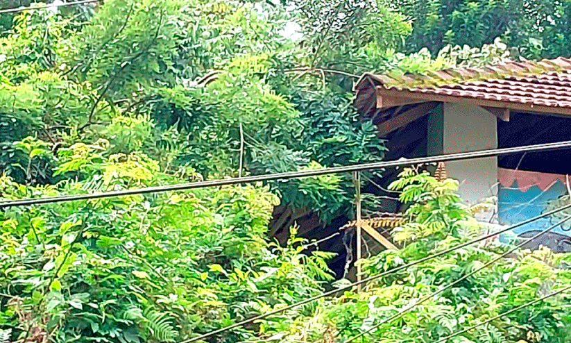 Snakes into classrooms